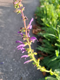 Wiesensalbei Blauer