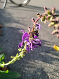 Wiesensalbei Blauer