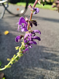 Wiesensalbei Blauer