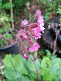 Lichtnelke Rote