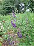 Wiesensalbei Blauer