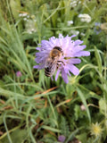 Ackerwitwenblume