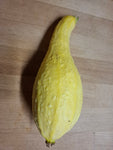 Zucchini "Yellow  Crookneck"