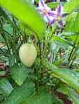 Binenmelone/Pepino "Solanum muricatum"