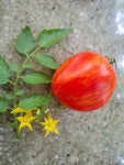-0107- ﻿Salattomate „Shimmeig Creg“