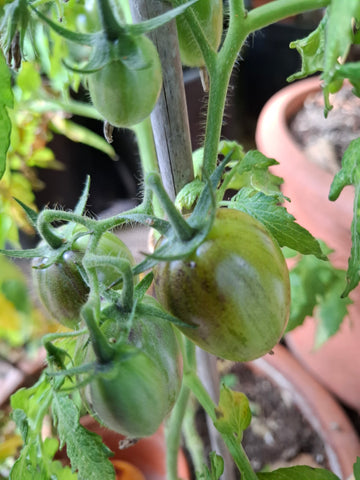 -1503- "Golden Hour"