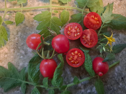 -1554- "Raspberry Red Hood"