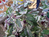 Chili "Purple Tiger" Schärfe 6