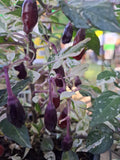 Chili "Purple Tiger" Schärfe 6