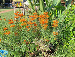 Löwenohr „Leonotis leonorus“