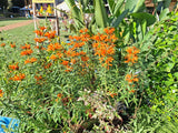 Löwenohr „Leonotis leonorus“