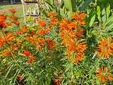 Löwenohr „Leonotis leonorus“