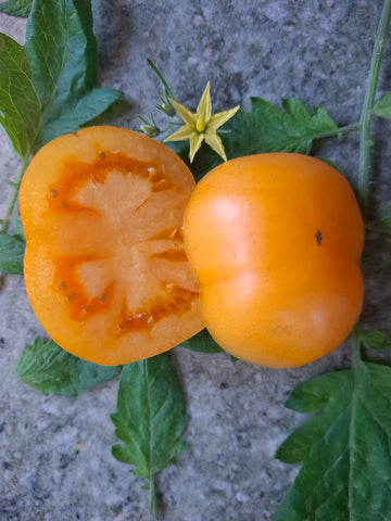 -1510- "Heirloom Island" Arbeitstitel