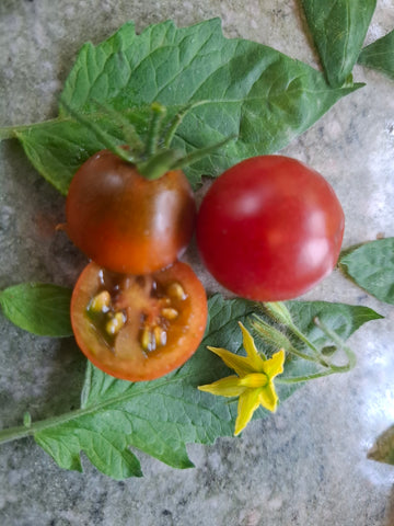 -1483- " Captain Lucky"