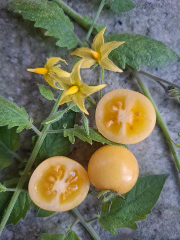 -1400- "Pinokkio Gelb"