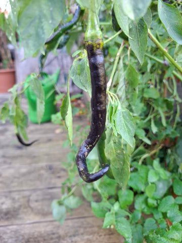 Chili "Lazzaretto Chocolate" Schärfe 3-5