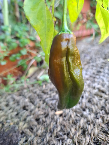 Chili "Aji Chicotillo" Schärfe 4-5