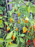Chili "Aji Mango" Schärfe 7