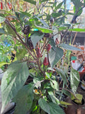 Chili "Peruvian Purple" Schärfe 5-6