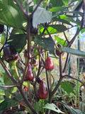 Chili "Peruvian Purple" Schärfe 5-6