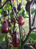 Chili "Peruvian Purple" Schärfe 5-6