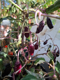 Chili "Purple Tiger" Schärfe 6