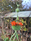 Löwenohr „Leonotis leonorus“