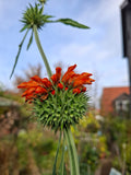 Löwenohr „Leonotis leonorus“