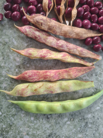 Stangenbohne "Rollerta"