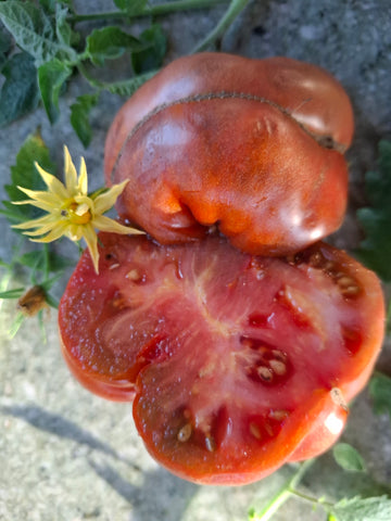 -1519- Fleischtomate "Jerusalem"