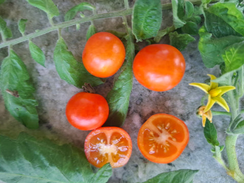 -1556- Dwarftomate "Red Robin"