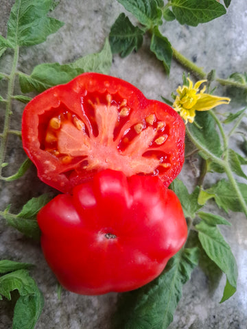 -1488-"Costoluto Fiorentino"