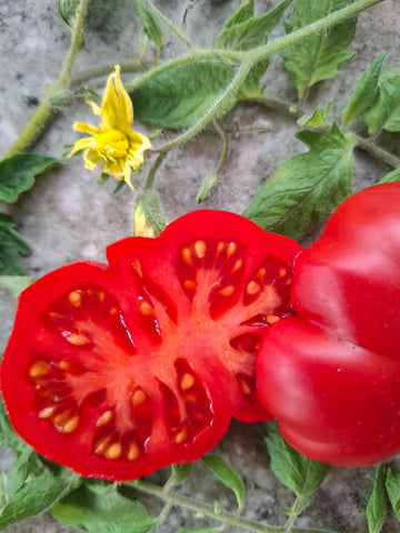 -1551- "Puszata Hata"