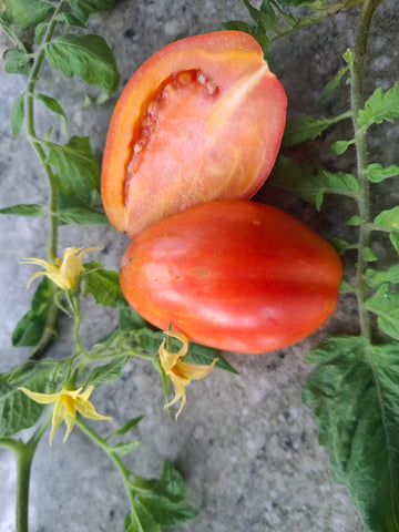 -1531- "San Marzano Torino"