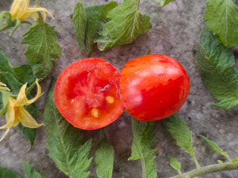 -1480- Dwarftomate "Bonte Tigret"