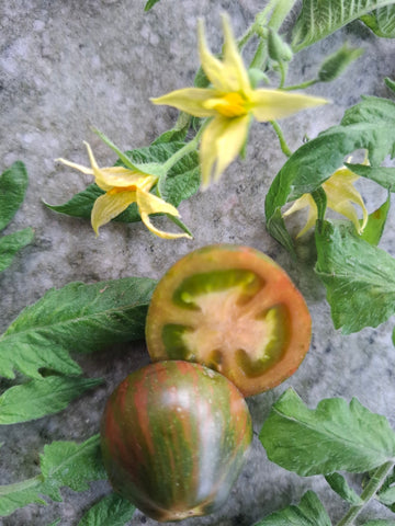 -1530- Dwarftomate "Maritime Bells"