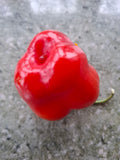 Chili "Apfelchili Rocoto Manzana" 'Arequipa Giant' Arbeitstitel