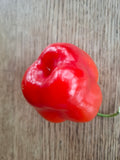 Chili "Apfelchili Rocoto Manzana" 'Arequipa Giant' Arbeitstitel