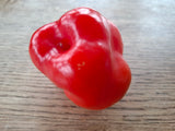 Chili "Apfelchili Rocoto Manzana" 'Arequipa Giant' Arbeitstitel