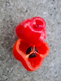 Chili "Apfelchili Rocoto Manzana" 'Arequipa Giant' Arbeitstitel