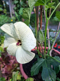 Aibika "Abelmoschus manihot"