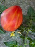 -16??- "Sgt. Pepper’s Strawberry Ananas"