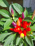 Chili "Aurora"