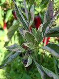 Paprika "Between the Line"