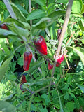 Paprika "Between the Line"