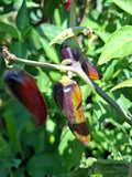 Paprika "Between the Line"