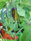 Paprika "Between the Line"