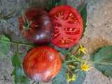 1616 Dwarftomate "Blue Wax"