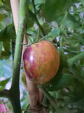 1616 Dwarftomate "Blue Wax"
