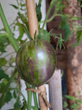 1616 Dwarftomate "Blue Wax"